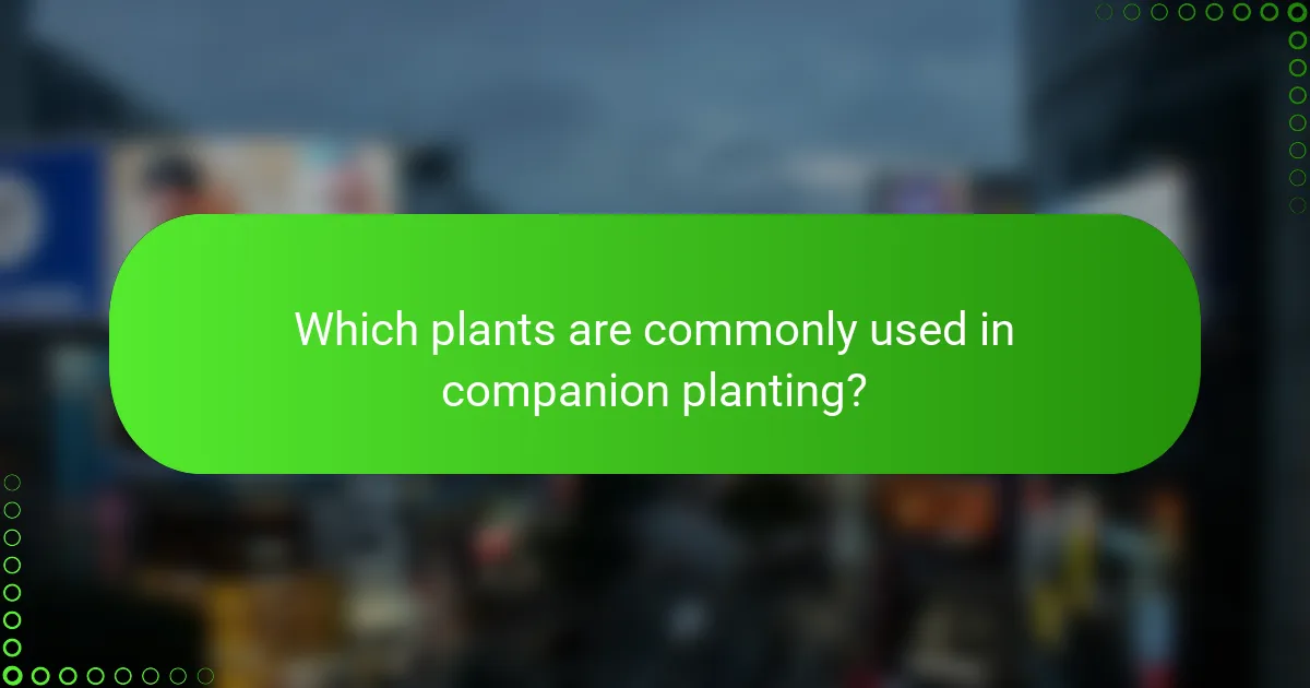 Which plants are commonly used in companion planting?
